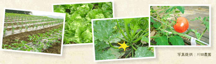 野菜たち